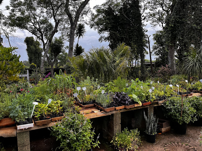 Plantas em bancadas