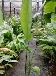 Plantas tropicais