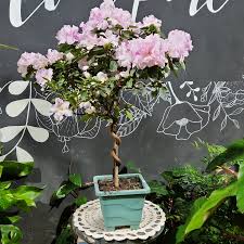 Bonsai e ornamentais