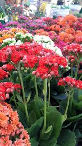 Flores e coloridas