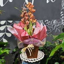 Orquídeas